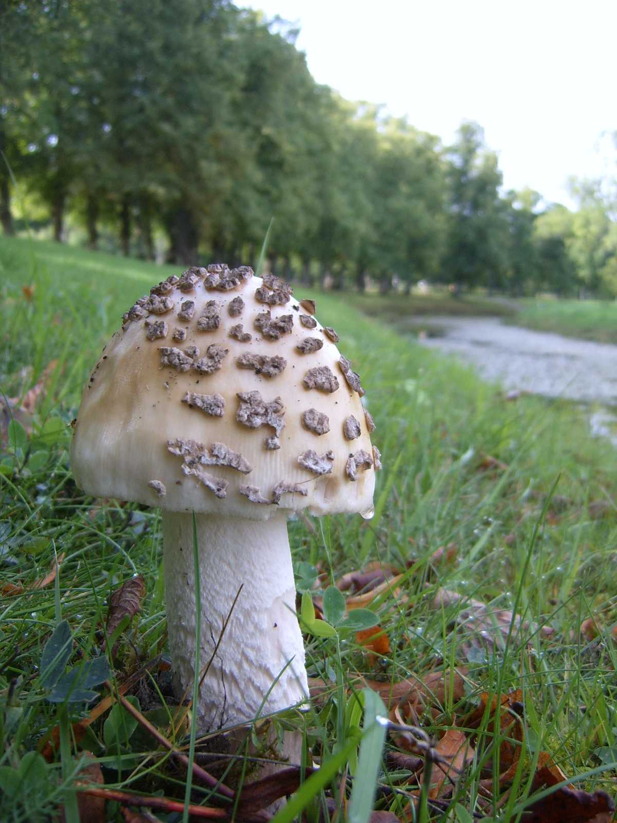 funghi scandinavi